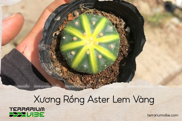 xuong-rong-aster-lem-vang xương rồng aster lem vàng