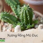 xương rồng mủ đục