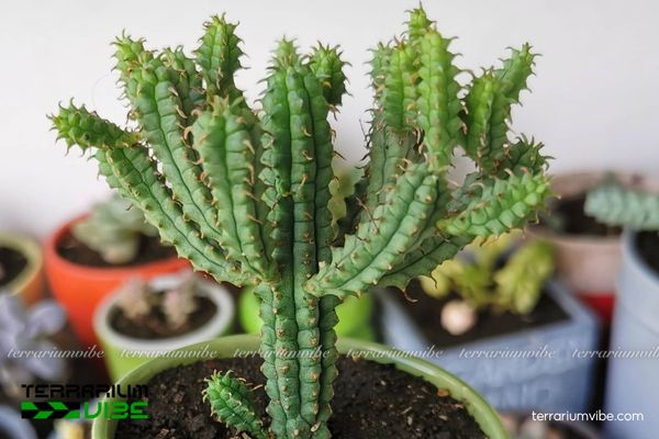 Xương Rồng Mủ Đục thường sinh trưởng ở vùng Karoo khô hạn