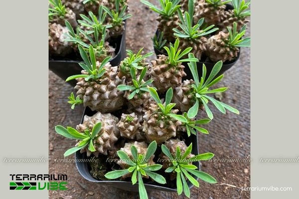 Các yếu tố môi trường chăm Xương Rồng Mủ Đục cần thiết  trong hồ cạn