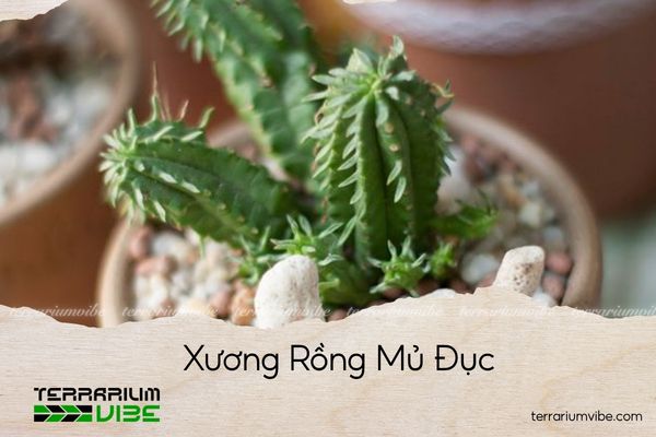 xương rồng mủ đục