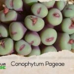 conophytum pageae