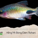 hồng mi bóng đêm rohani