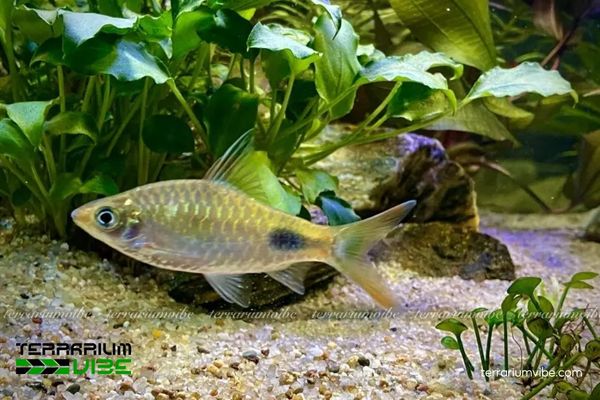 Hồng Mi Bóng Đêm Rohani 3 Các yếu tố môi trường cần thiết chăm Hồng Mi Bóng Đêm Rohani