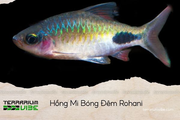 hồng mi bóng đêm rohani