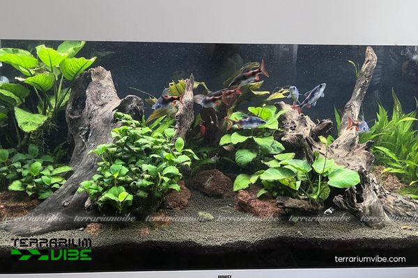 Mức giá tham khảo hiện nay của Hồng Mi Bóng Đêm Tambraparniei